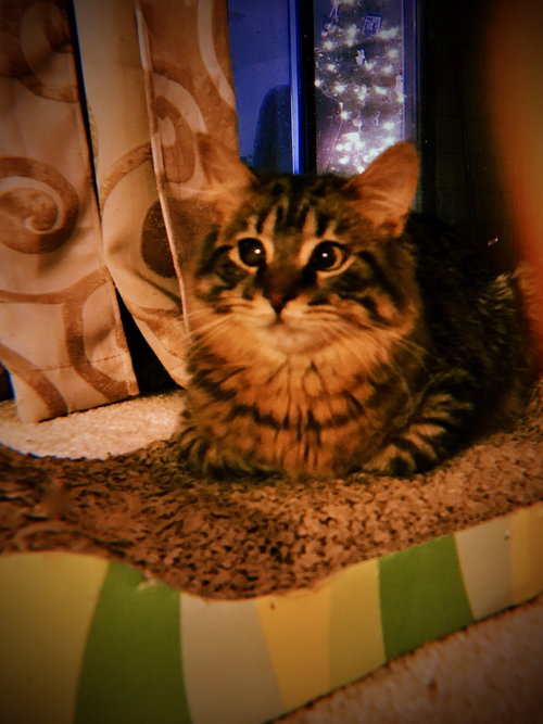 Twixx