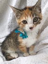 Praline
