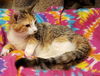 Praline