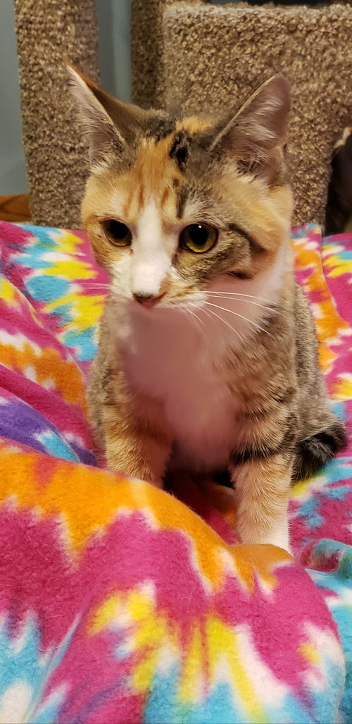Praline