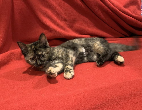 Duchess