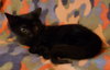 Asha