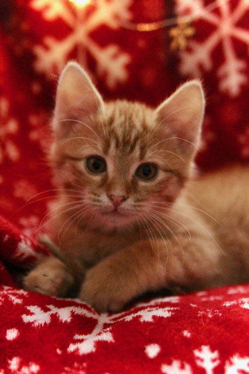 Cheeto