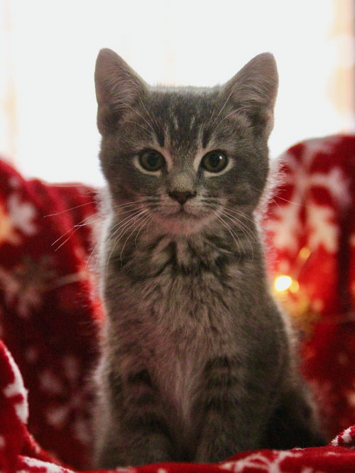 Liath