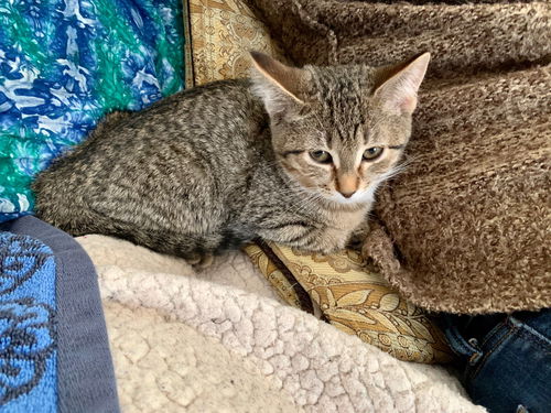 Juno