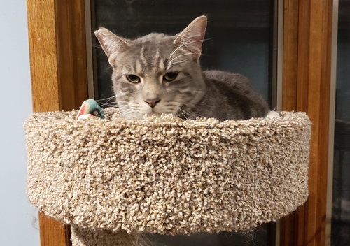 Merle