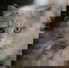 Princess Fluffy