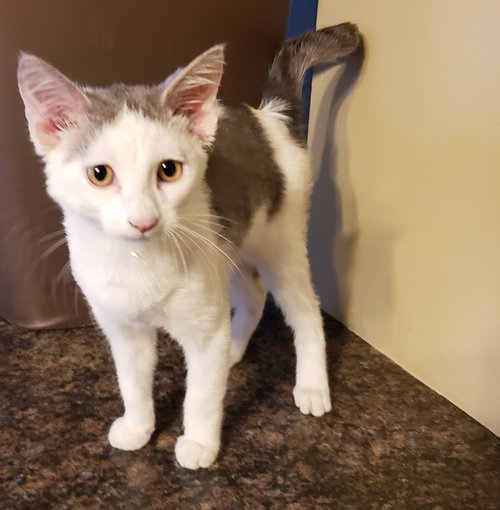 Mr. Pickles