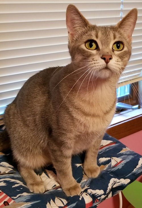 Glinda