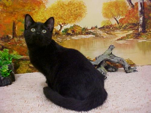 Mr. Oliver