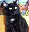 Lenard