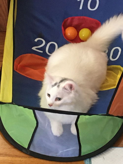 Binx