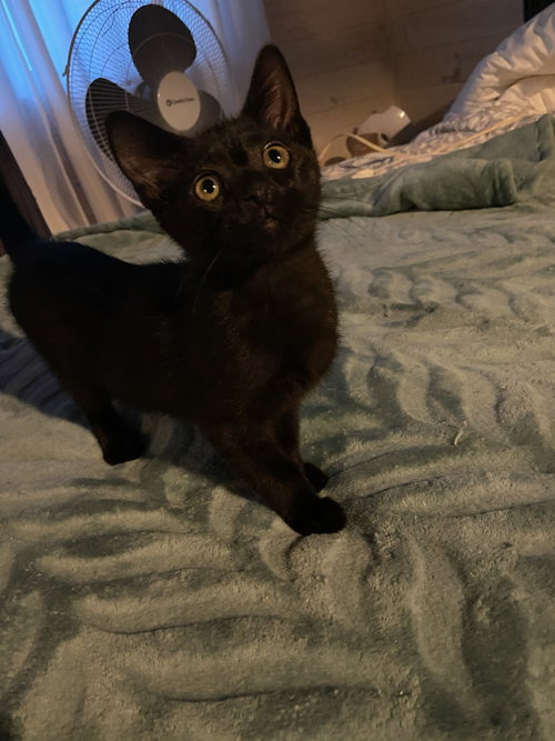Loki