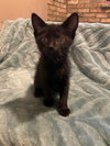 Loki