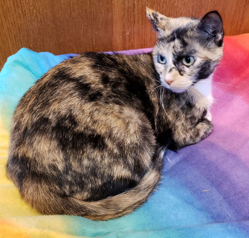 Guinevere