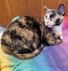 Guinevere