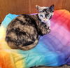 Guinevere