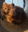 Sweet  Potato