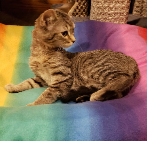 Linus