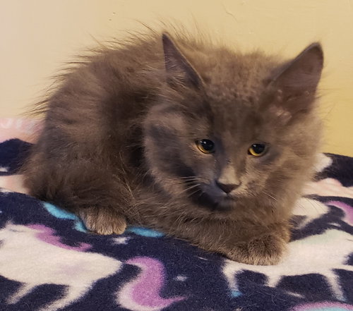 Mowgli