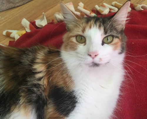 Frida