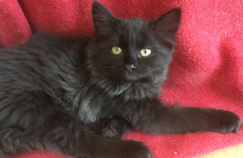 Nova