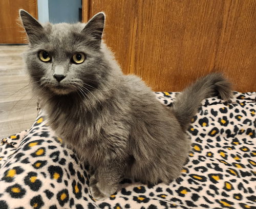 Juniper
