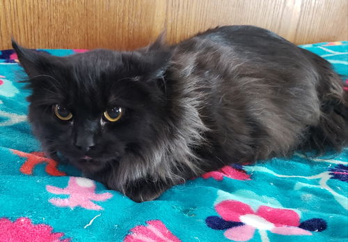 Black Beauty