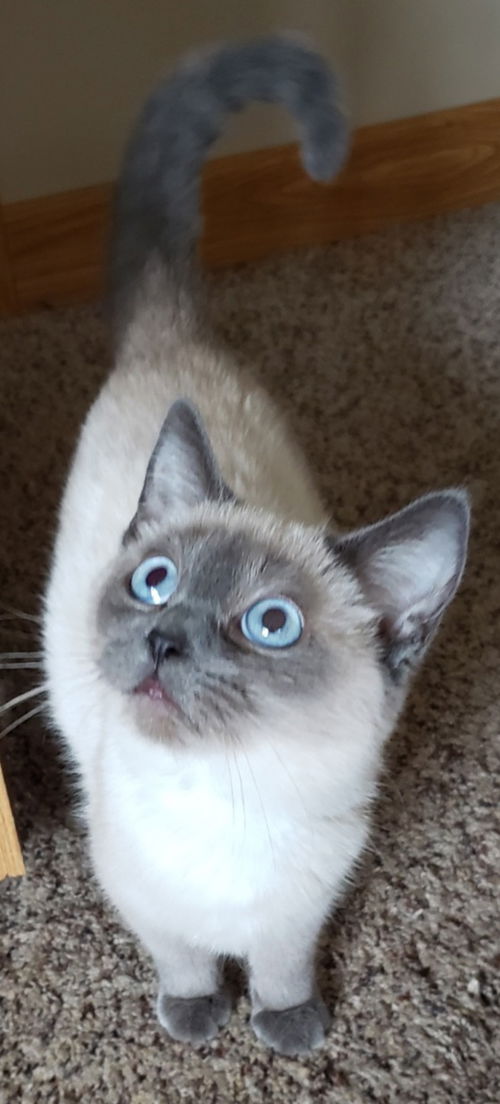 Amani