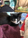 Tucker