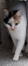 Annora