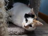 Annora