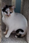 Annora