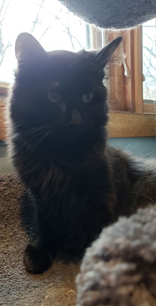 Shirley