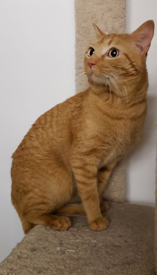 Marmalade
