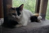 Lily Bell