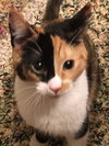 Miss Coco