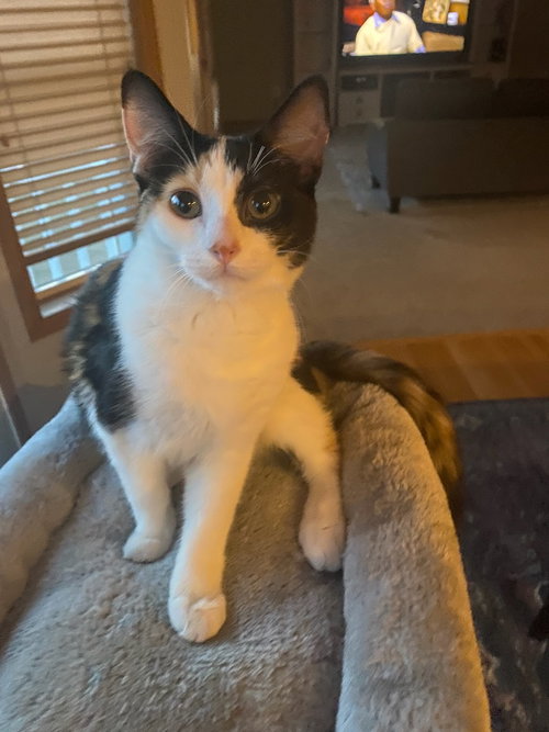Miss Hazel