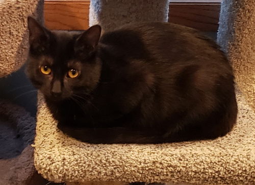 Catty Labelle