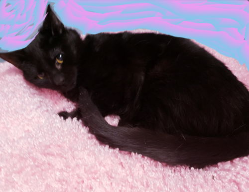 Katy Purry