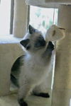 Ziggy