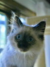Ziggy