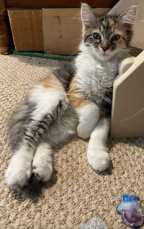 Arwen