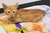 Gingersnaps