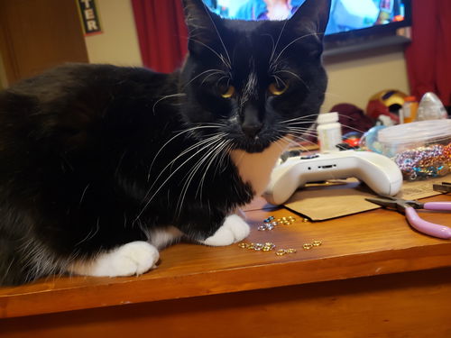 Pretty Kitty