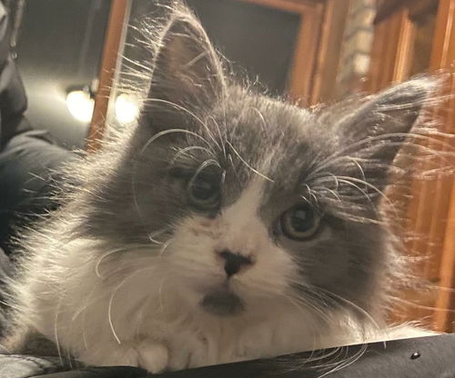 Archie