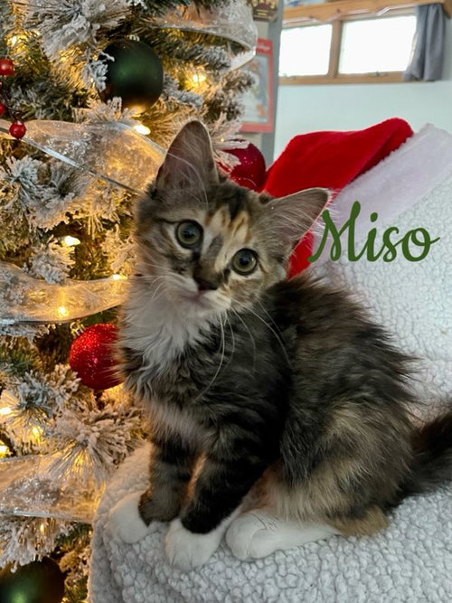 Miso