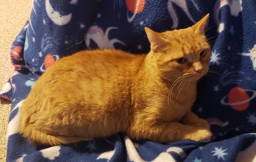 Apricot
