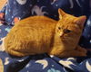 Apricot
