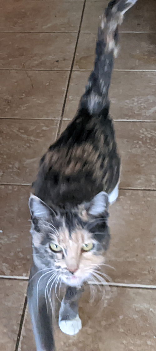 Gypsy